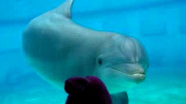 Делфини в аквариум - Vbox7[via torchbrowser.com]