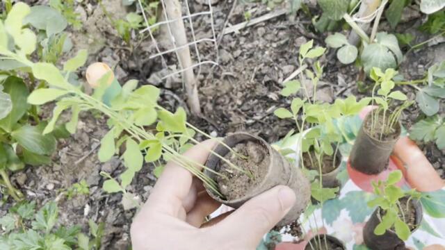 Fragrant Flowers Ahead: Planting Sweet Peas the Eco-Friendly Way! 🌺#sweetpeas #sweetpea #gardening