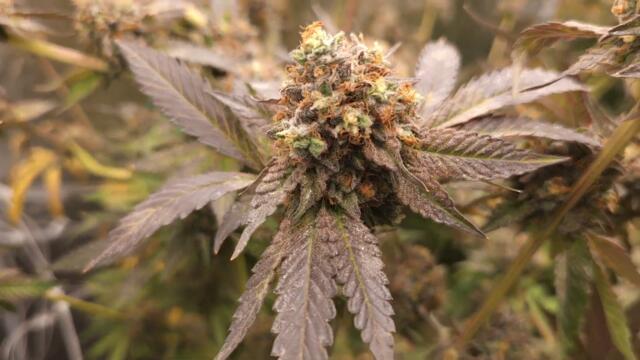 Full garden tour for Tuesday, May 28, 2024 (episode 343)