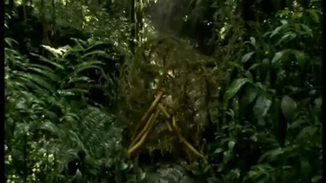 Viasat Explorer Jungle Ident 360p