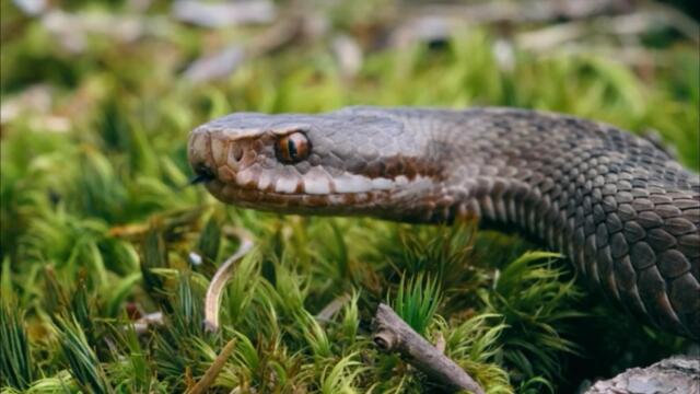 Desert Sharks - Medusa