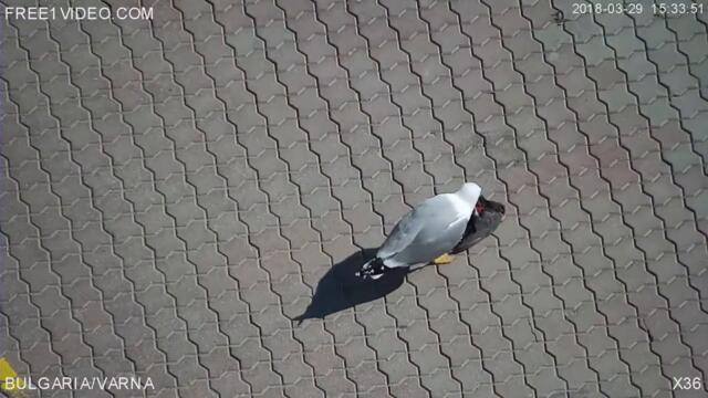 Чайка Канибал Age  18