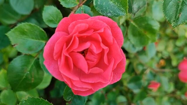 Турецкий сериал Чёрное сердце 1 серия русская озвучка | Обзор