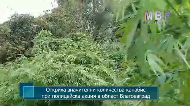 Откриха значителни количества канабис при полицейска акция в област Благоевград