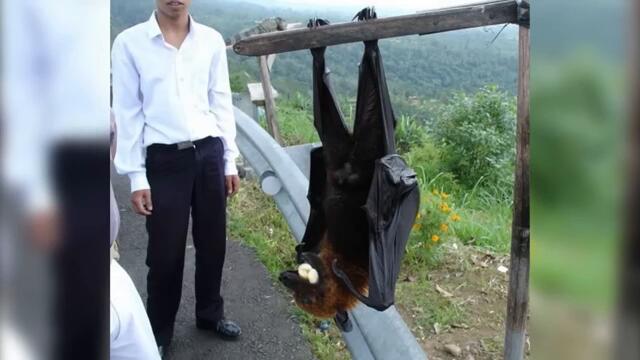 Гигантизм во всей своей красе!