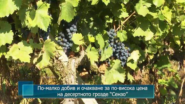 По-малко добив и очакване за по-висока цена на десертното грозде “Сензо”