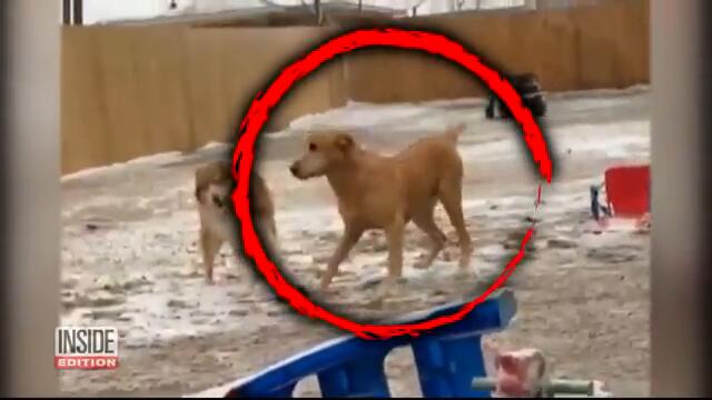 Animal Shelter Puts Down Dog Without Owner's Permission