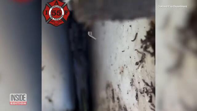 Deer Got Lodged Between Walls of a House and Garage