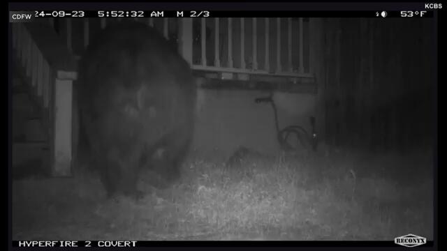 Old Bear Moves Into Crawl Space Under House in California