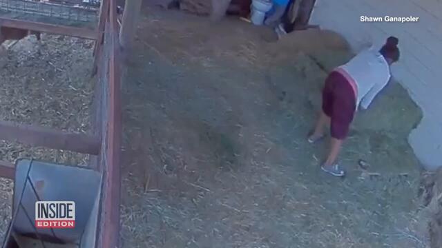 Caught on Camera: Pet Goats Stolen From California Home