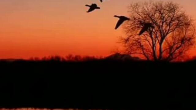 dawning nokia 1680 #viral #shorts #nokia #nokiaringtone #nokia1680 #nokiatune #like #music #song