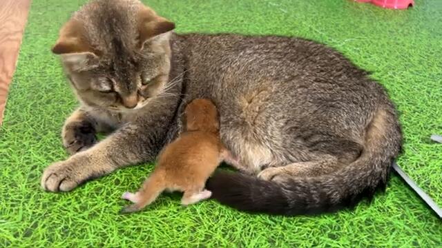 To rescue Michael We had to take the kittens away from the mother cat. Subtitles!