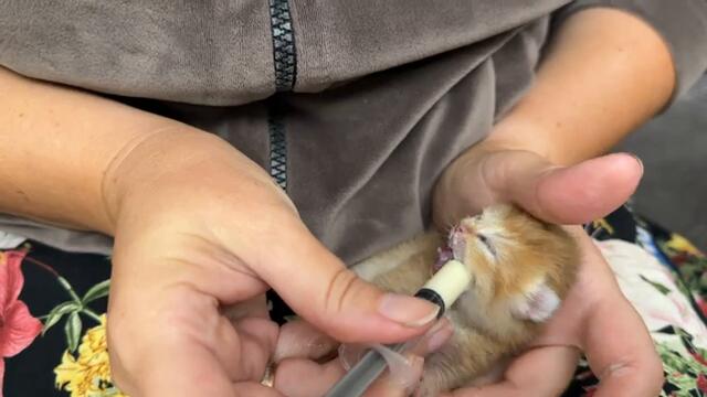 Feeding the miraculously surviving kitten Michael. Subtitles!