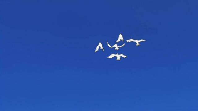 Naruto Shippuuden - 089 BG-Subs