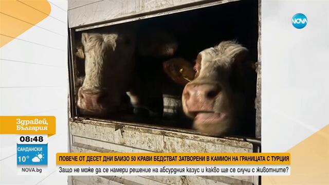 Защо няма решение на казуса с кравите, бедстващи в камион между Турция и България