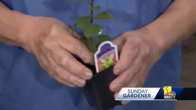 Parsley, sage, rosemary, and thyme: planting an herb garden at home