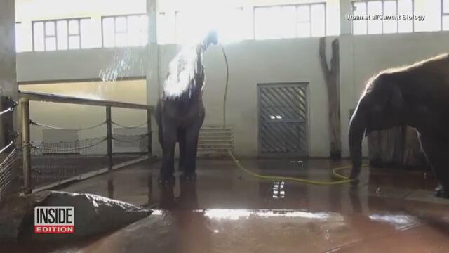 Asian Elephant Taught Itself How to Shower Using a Hose