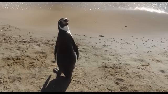 THE PENGUIN LESSONS Trailer (2024) Steve Coogan