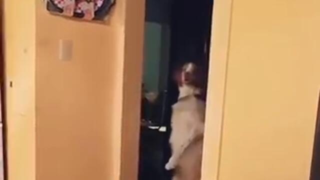 HUMAN DOG. #comedy #funny #lol #dog #animal #animals