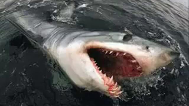 Sharks and Megalodon