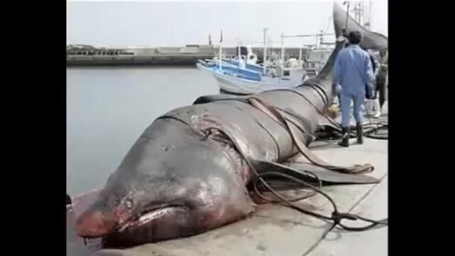 Strange creatures found on beach after Japanese Tsunami