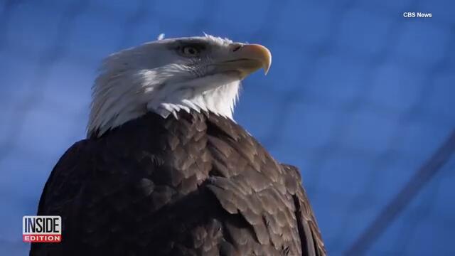 Bald Eagle Population Comes Back From Brink of Extinction