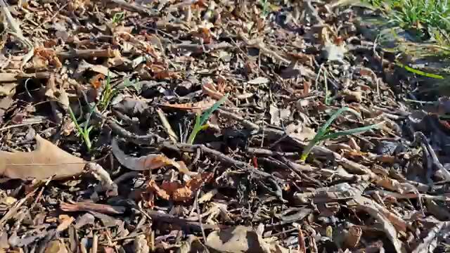 Бактерии и срещу лукова и чеснова муха - Tony's permaculture garden