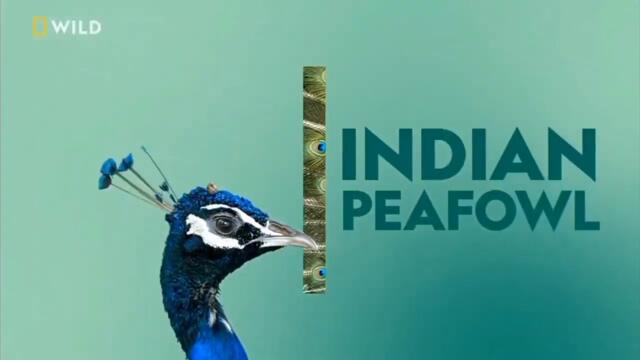 National Geographic Wild Asia Ident Indian Peafowl Before October 1, 2023