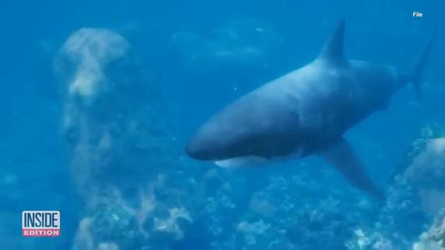 Largest Male White Shark Tagged Off Florida-Georgia Coastline