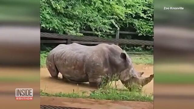 Oldest Living Southern Rhino in the US Dies at 56