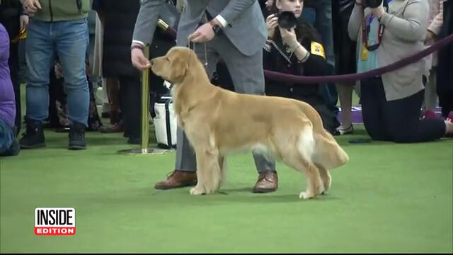 Will This Golden Retriever Win the Westminster Dog Show?