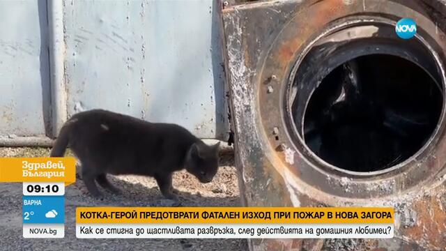 Избяга котката, спасила дете от пожар в Нова Загора (ВИДЕО)