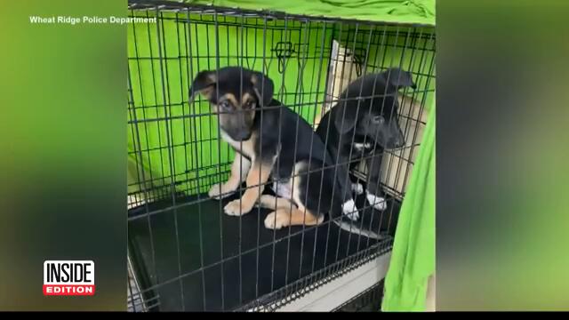 11 German Shepherd Puppies Rescued From Motel