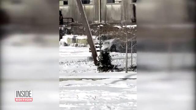 Runaway Dog Becomes Grand Marshal at NOLA Mardi Gras Parade