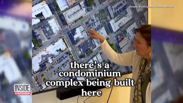 Why Was This Dog Tossed in Dumpster?