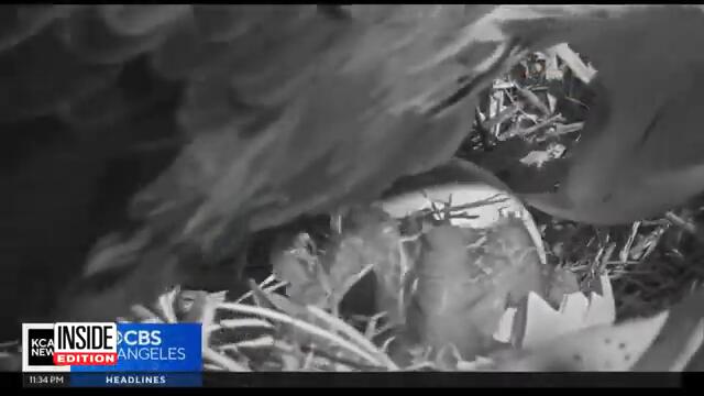 Bald Eagle Couple Jackie And Shadow Welcomes 2 Eaglets
