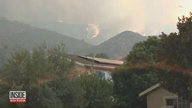 Fox Burned in California Fire Released into Wild