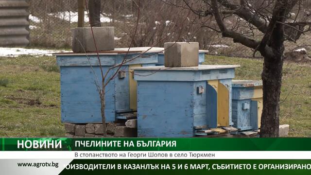 ПЧЕЛИНИТЕ НА БЪЛГАРИЯ: В стопанството на Георги Шопов в село Тюркмен