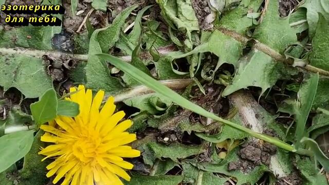 14 марта Полнолуние в знаке зодиака Дева. Что нельзя делать. Приметы. Ритуал на привлечение денег