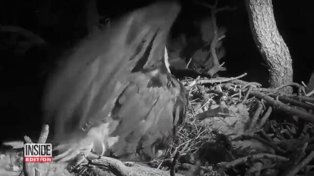 Bald Eagle Couple Jackie and Shadow's 3rd Eaglet Hatches