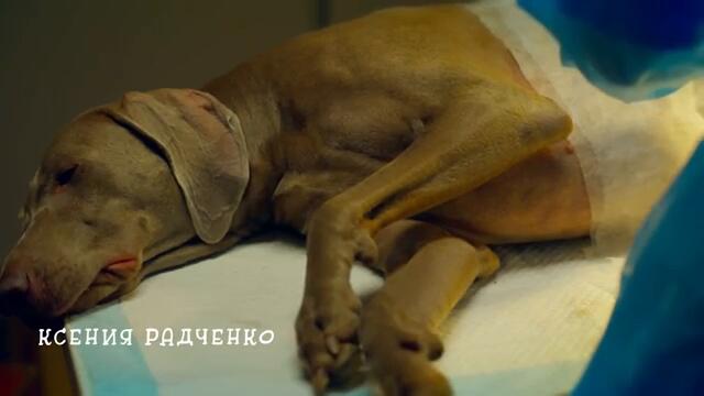 Мои звери (2025). 4 серия. ПРЕМЬЕРА, мелодрама, сериал.