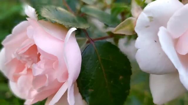 Лейла 27 серия русская озвучка Турецкий сериал | Лейла погибла?