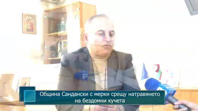 Община Сандански с мерки срещу натравянето на бездомни кучета