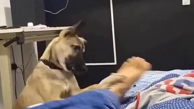 Куче ръчка стопанина си да става