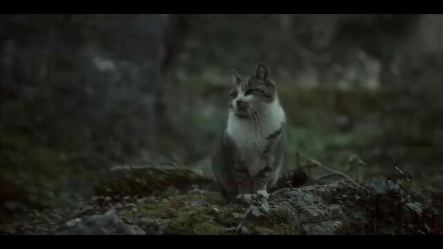 FILIP MITROVIC - OZILJCI (Official Video  ⧸ Album 33)