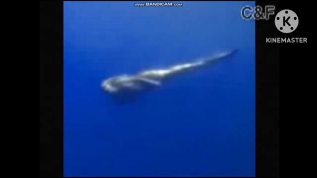 Real Mermaid found low pitch