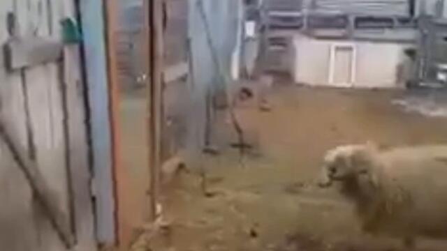 Когато се мислиш за по силен 😂😂😂