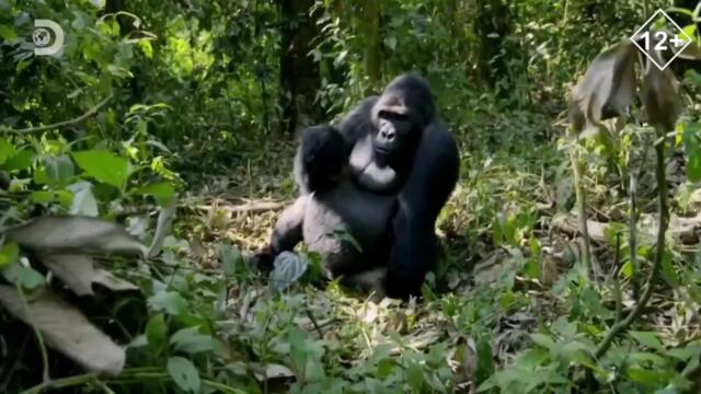 Заставки И Анонсы (Discovery Channel 14.04.2023 10_39)