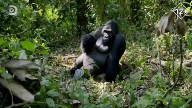 Заставки И Анонсы Discovery Channel 14 04 2023 10 39