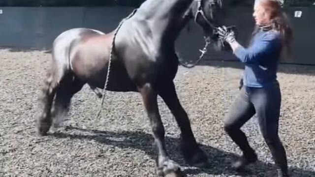 Even if you are 30, you can still be flexible 🤣 #horse #video #funnyvideo #myhorse #friesian #top